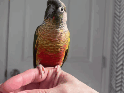 Tame Adult Male Yellow-Sided Green Cheek Conure